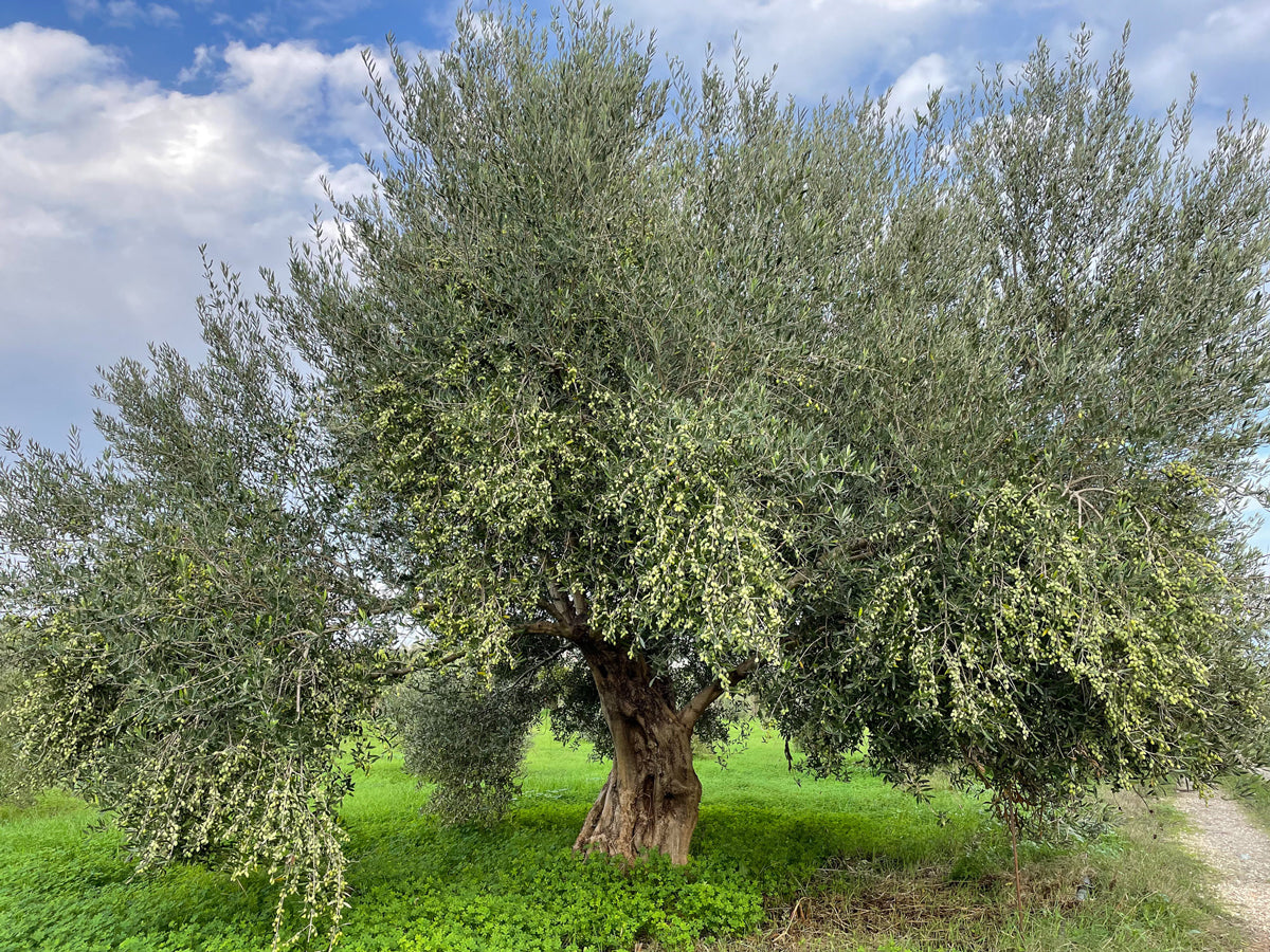 A large olive tree in Crete, its branches heavy with olives.
