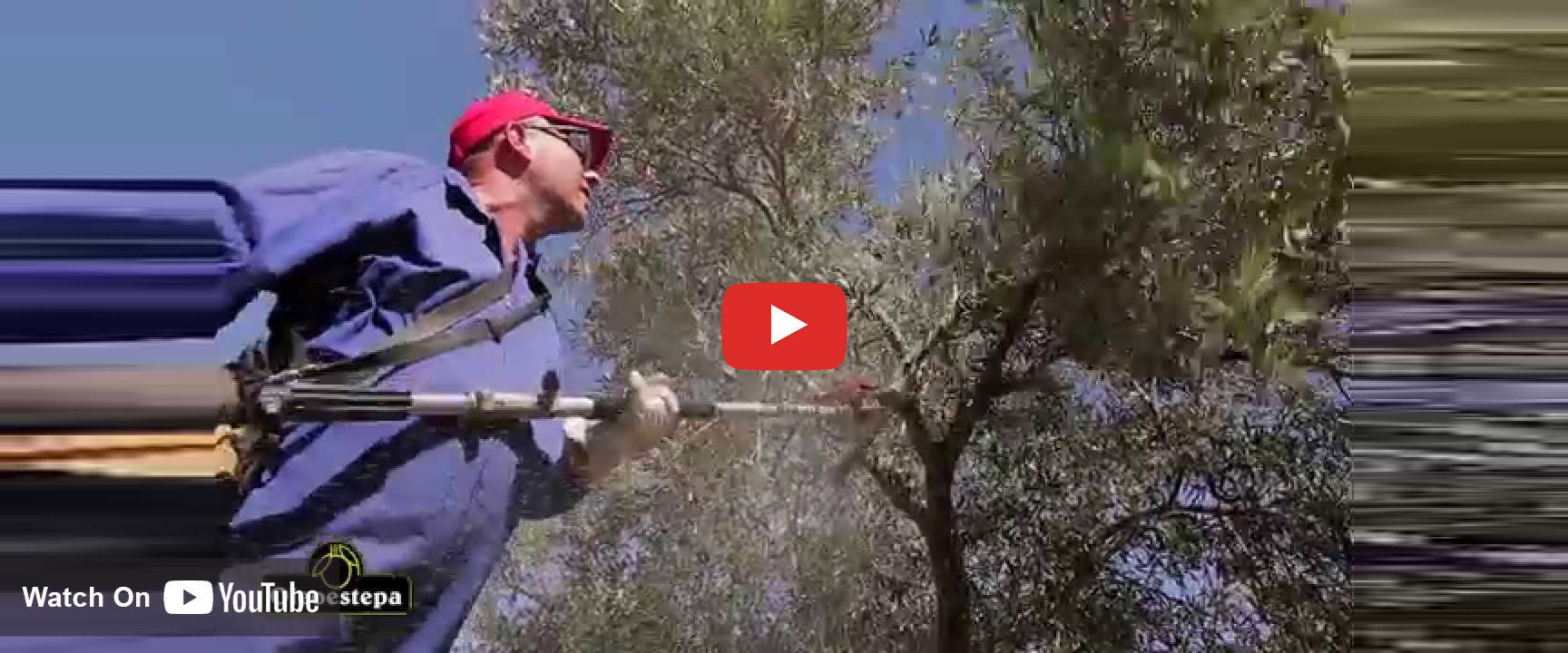 A worker harvests olives from a tree