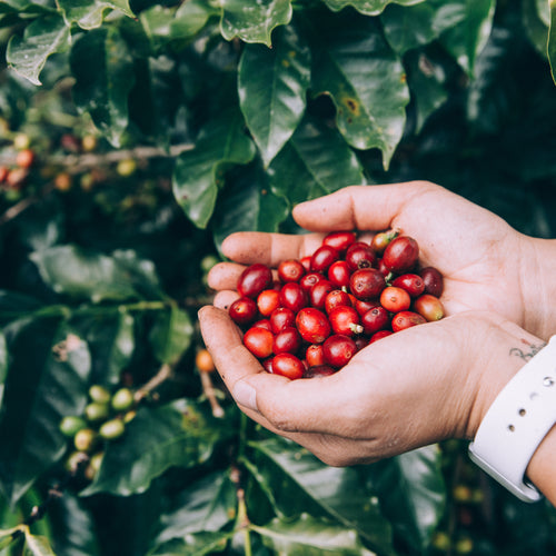 freshly-picked-coffee-beans