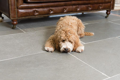 pets natural stone tiles