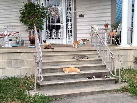 front-porch-cats