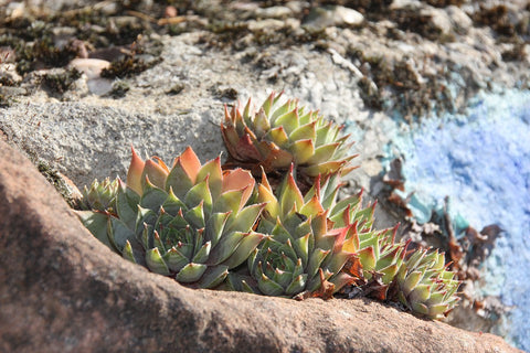 succulent-stone-garden