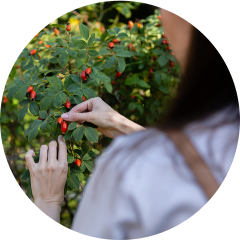 Rosehip Bush