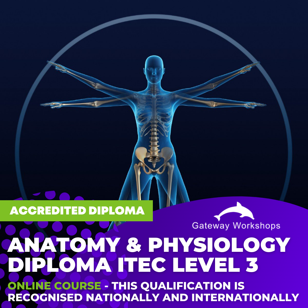 Anatomy And Physiology Diploma Itec Level 3 Online Course Gateway Workshops Online Courses