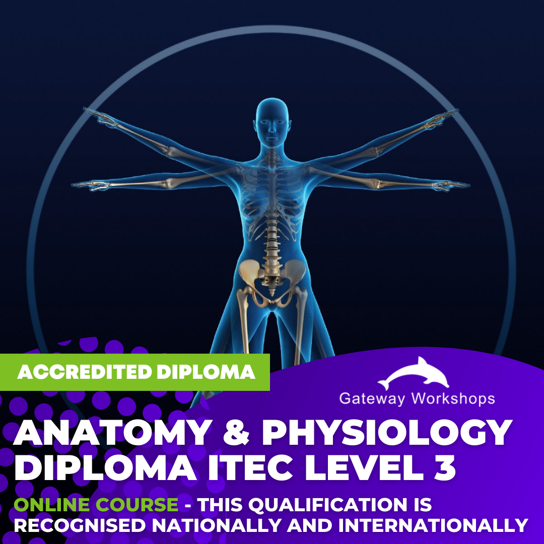 Anatomy And Physiology Diploma Itec Level 3 Online Course Gateway