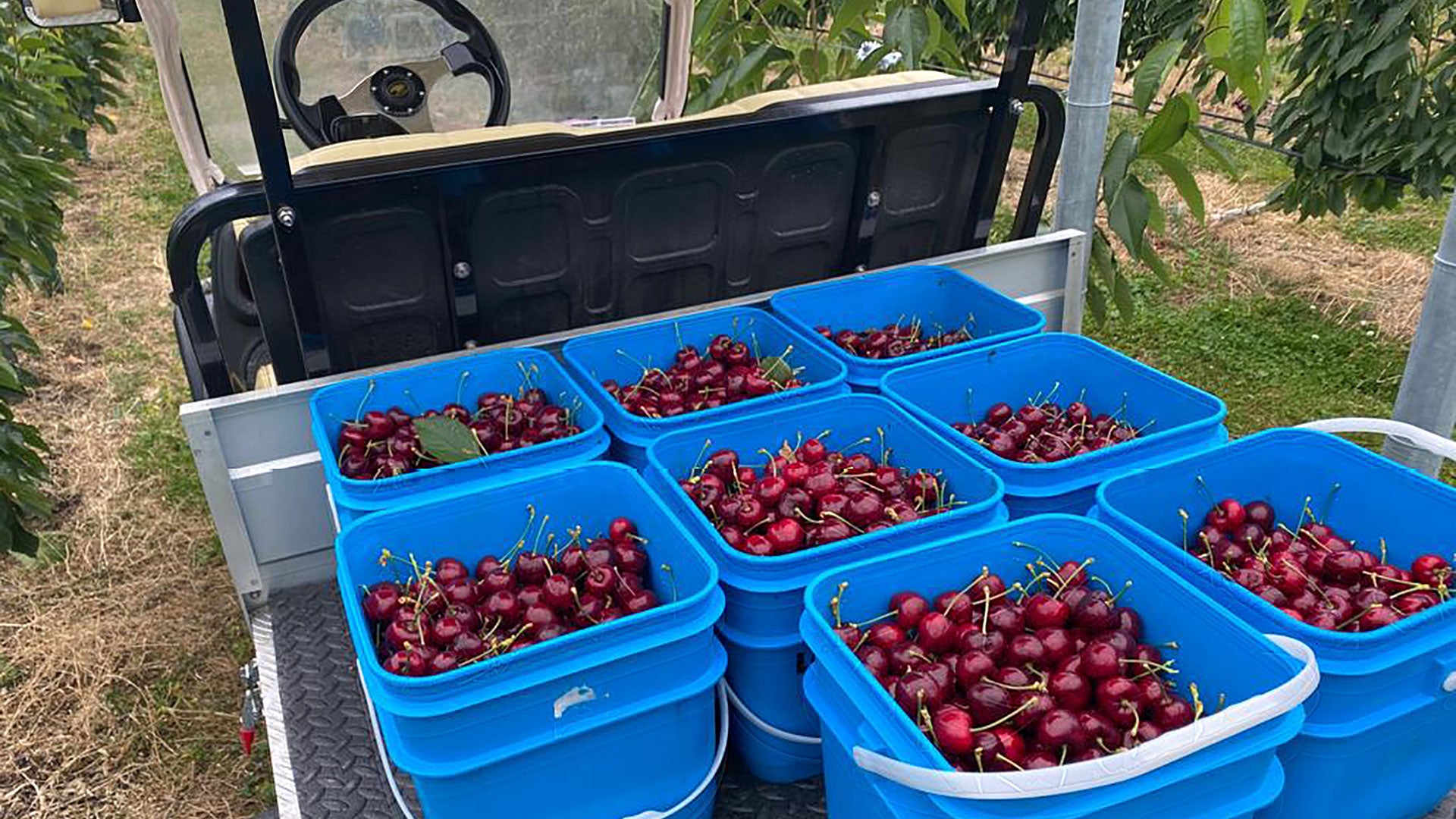 Harvested NZ0 cherries waiting to be brought back to the shed for processing.