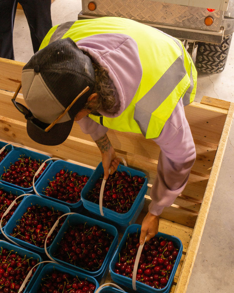 NZ0 cherries being loaded into crates before sending off to the pack house.