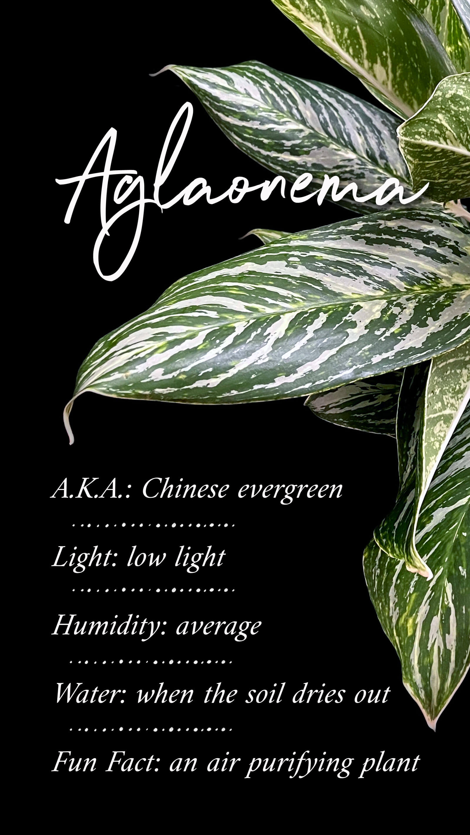 View of Aglaonema leaves. The leaves are vibrant and detailed, with a mix of green and creamy white colors creating intricate patterns. Order online for plants & flowers from the best florist in Toronto near you.