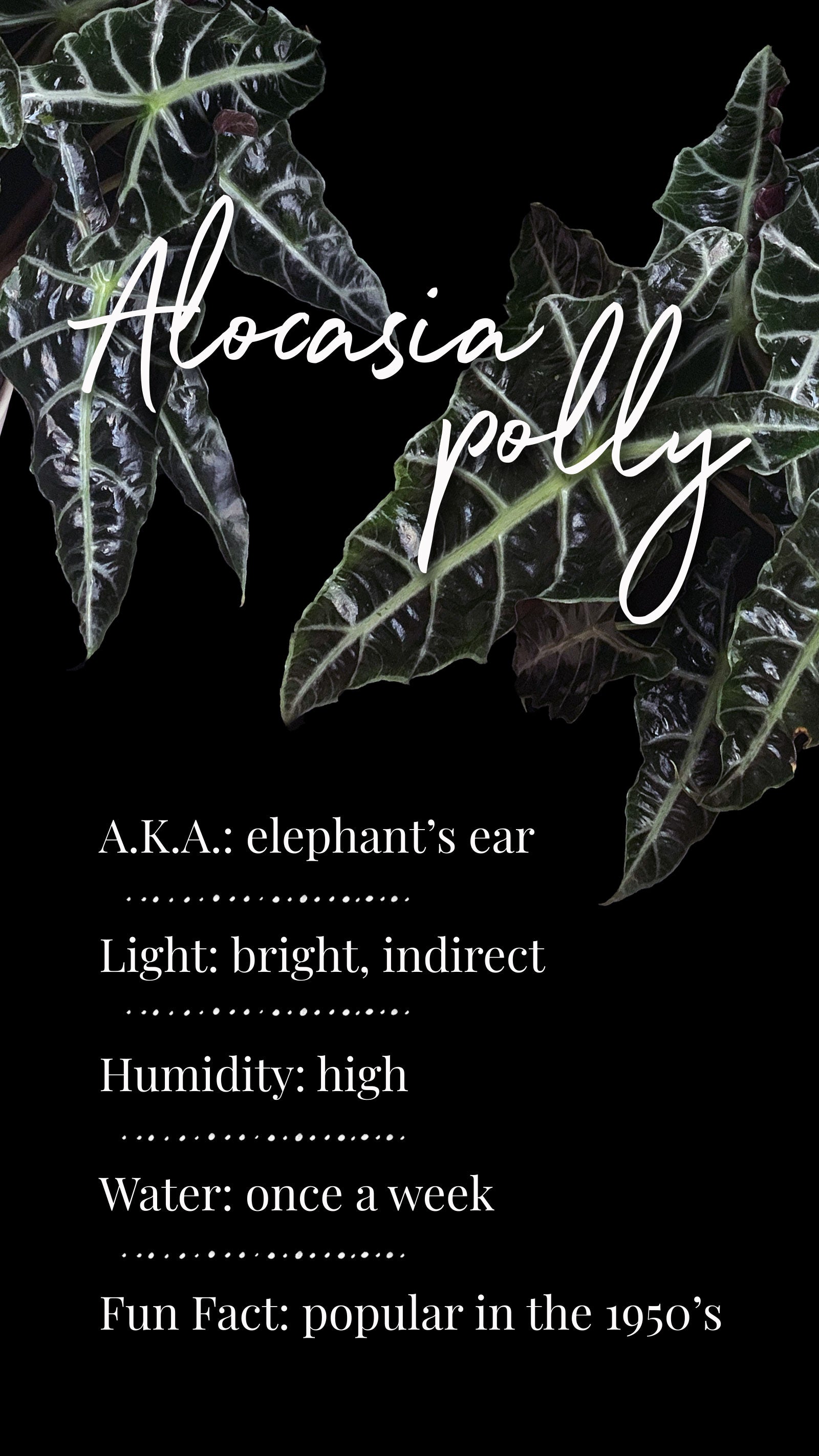 view of dark green Alocasia Polly leaves with prominent white veins, overlaid with the text ‘Alocasia Polly’ in elegant white script font. Order online for plants & flowers from the best florist in Toronto near you.