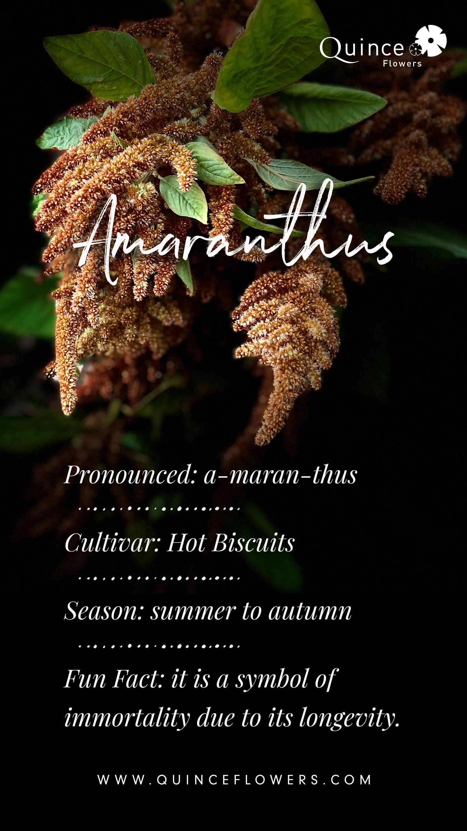 Close-up image of Amaranthus ‘Hot Biscuits’ flowers, brownish in color, surrounded by green leaves against a dark background. The image includes white text providing information about the flower’s pronunciation, cultivar, seasonality, and symbolism of immortality. The Quince Flowers logo and website are displayed at the top and bottom respectively. Order online for same-day flower delivery from the best florist in Toronto near you.