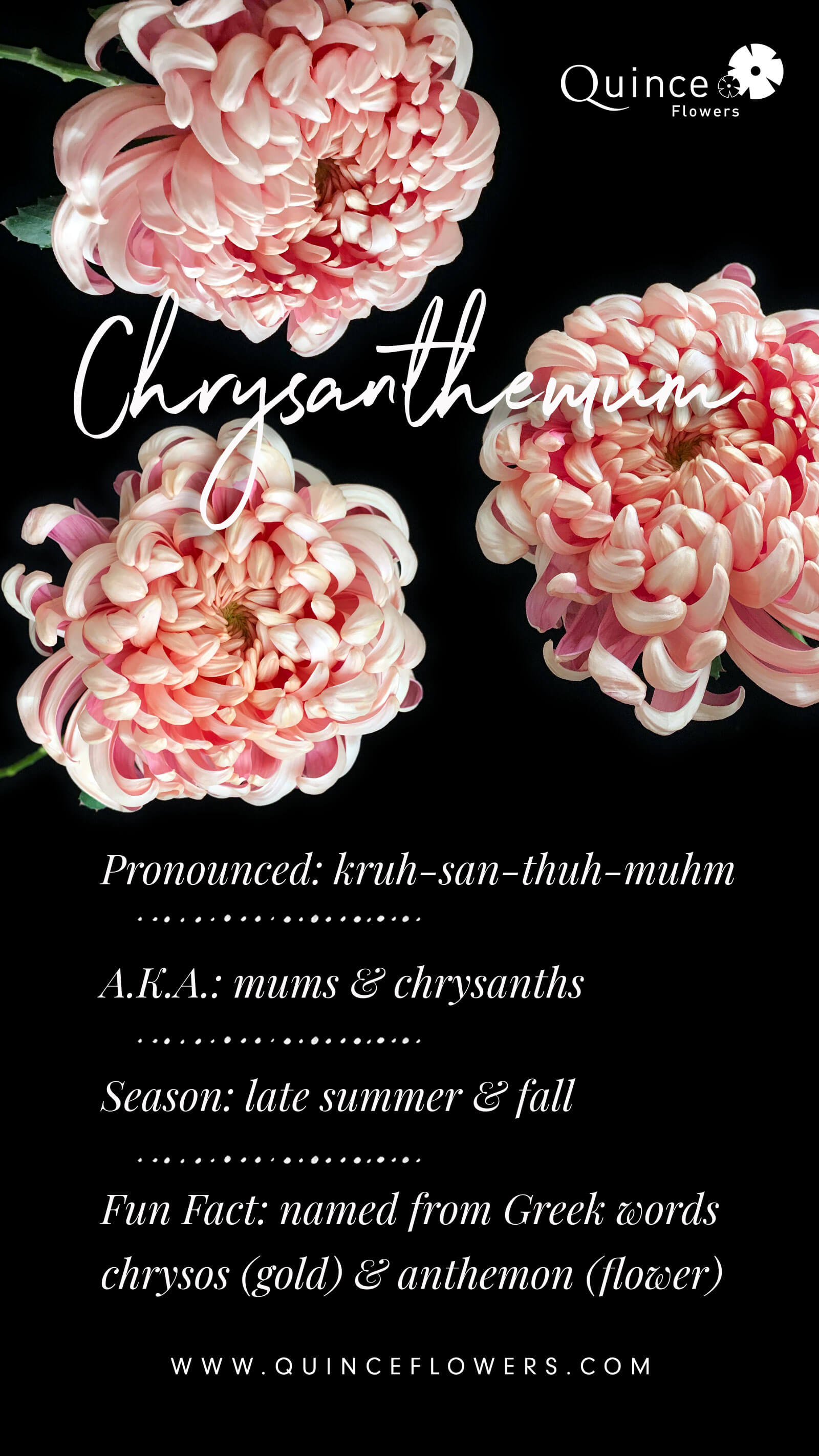 A dark background with three vibrant pink and white chrysanthemum flowers and the word ‘Chrysanthemum’ written in elegant white script.Order online for plants & flowers from the best florist in Toronto near you.