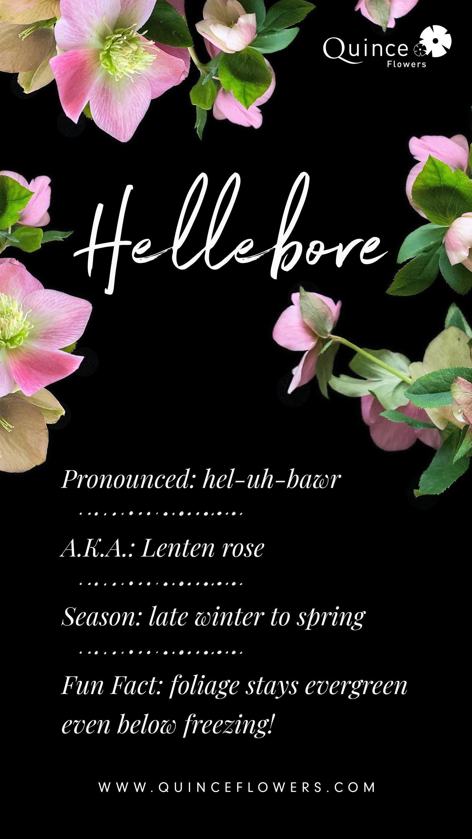 An informational poster about Hellebore flowers, also known as Lenten rose, featuring images of the pink flowers and green leaves on a dark background. Order online for same-day flower delivery from the best florist in Toronto near you.