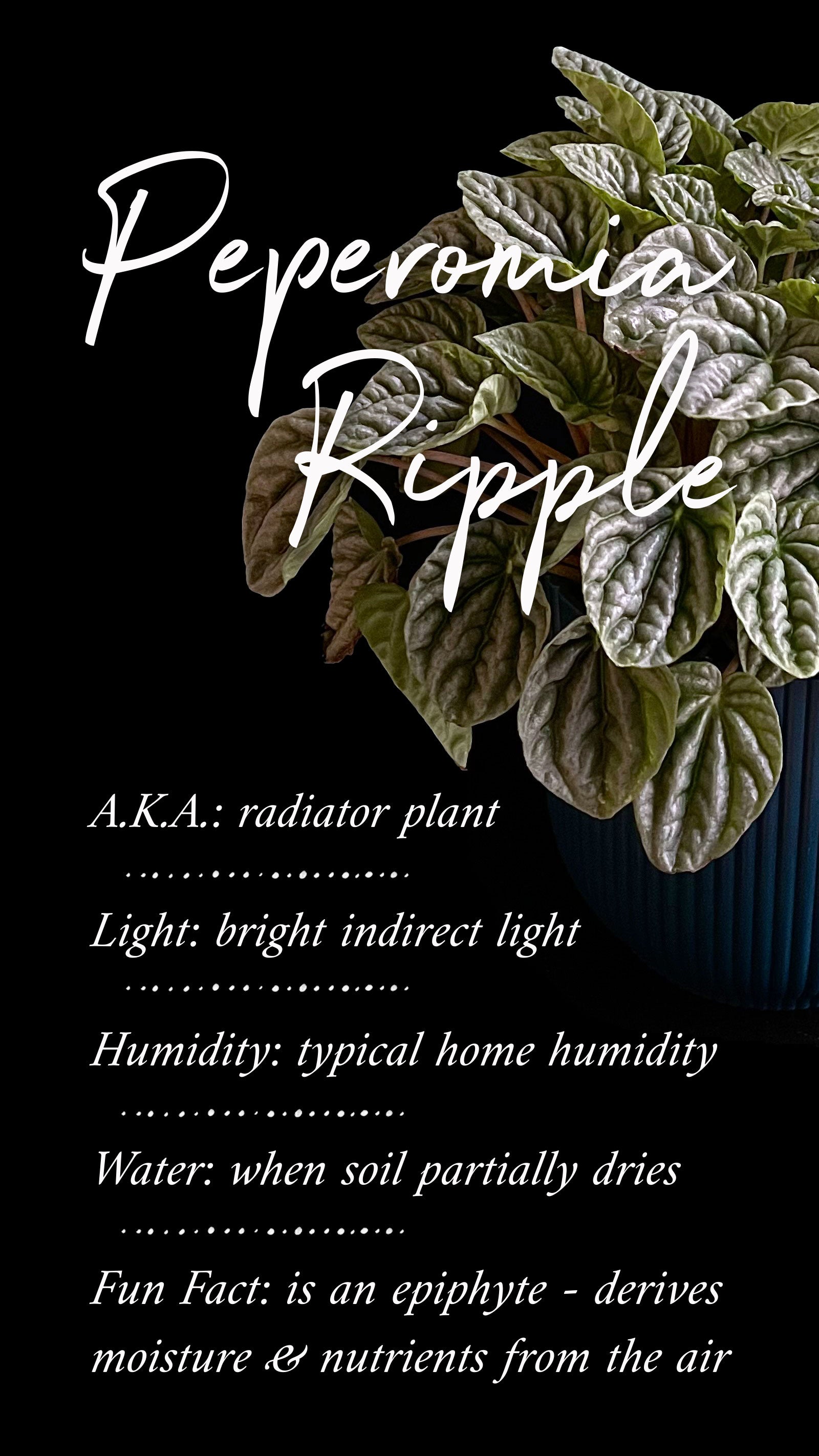 mage of a Peperomia Ripple plant with its name written in elegant white text against a dark background.Order online for plants & flowers from the best florist in Toronto near you.