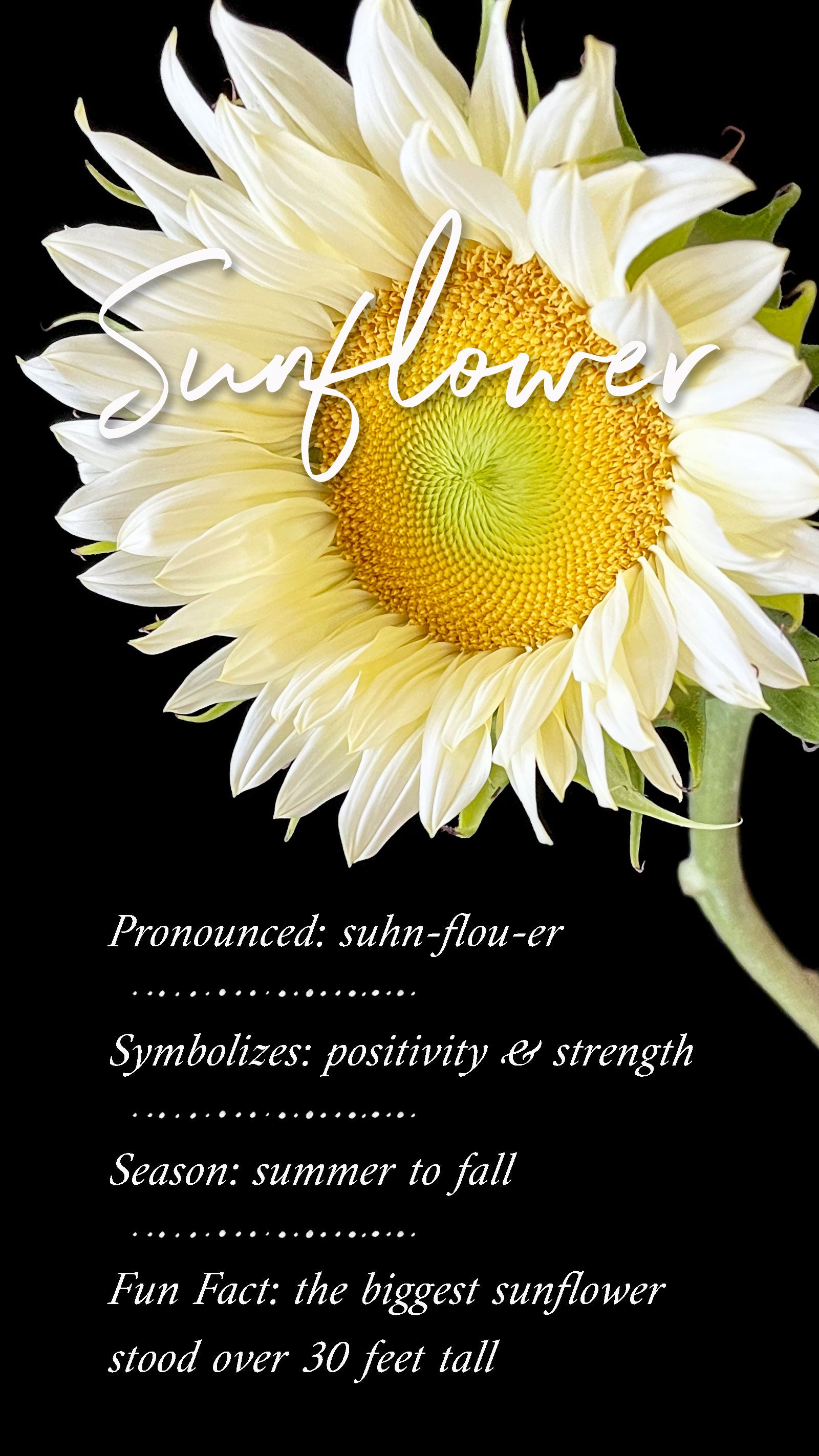  view of a white sunflower with delicate petals and a yellow textured center, set against a dark background. The word ‘Sunflower’ is elegantly written across it. Order online for plants & flowers from the best florist in Toronto near you.