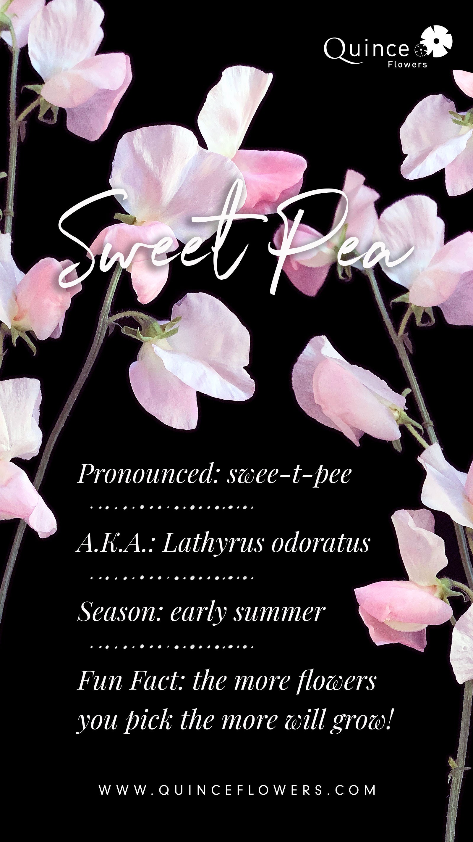 A digital image featuring light pink Sweet Pea flowers against a dark background with the text ‘Sweet Pea’ overlaid in elegant script.Order online for plants & flowers from the best florist in Toronto near you.