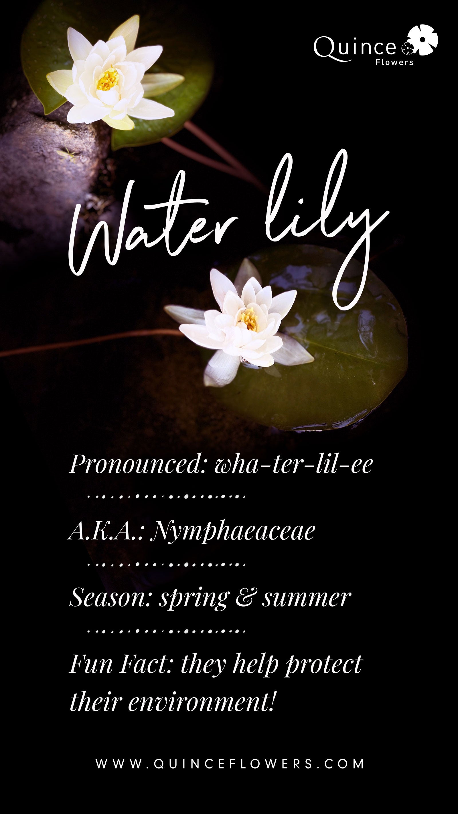 An image of two white water lilies with the text ‘Water lily’ written in elegant cursive font. Order online for plants & flowers from the best florist in Toronto near you.