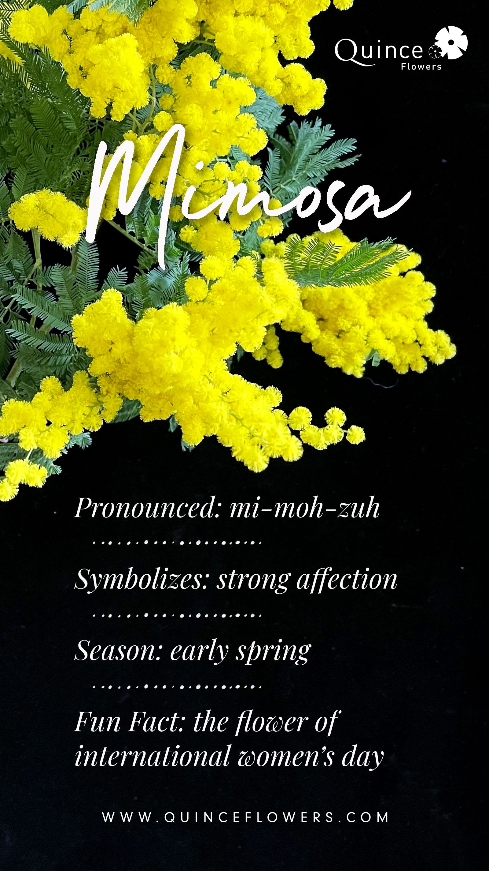 bright yellow mimosa flowers against a dark background. These delicate flowers are in full bloom, creating a vibrant contrast. Order online for plants & flowers from the best florist in Toronto near you.