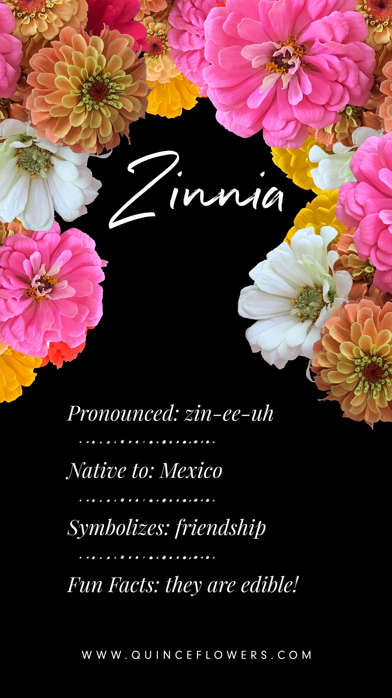 Vibrant and colorful display of various Zinnia flowers, blooming with multiple layers of petals in shades of pink, yellow, orange, and white. Detailed textures on petals and central blooms. Elegant white cursive lettering of 'Zinnia' against a black background. Order online for same-day flower delivery from the best florist in Toronto near you.