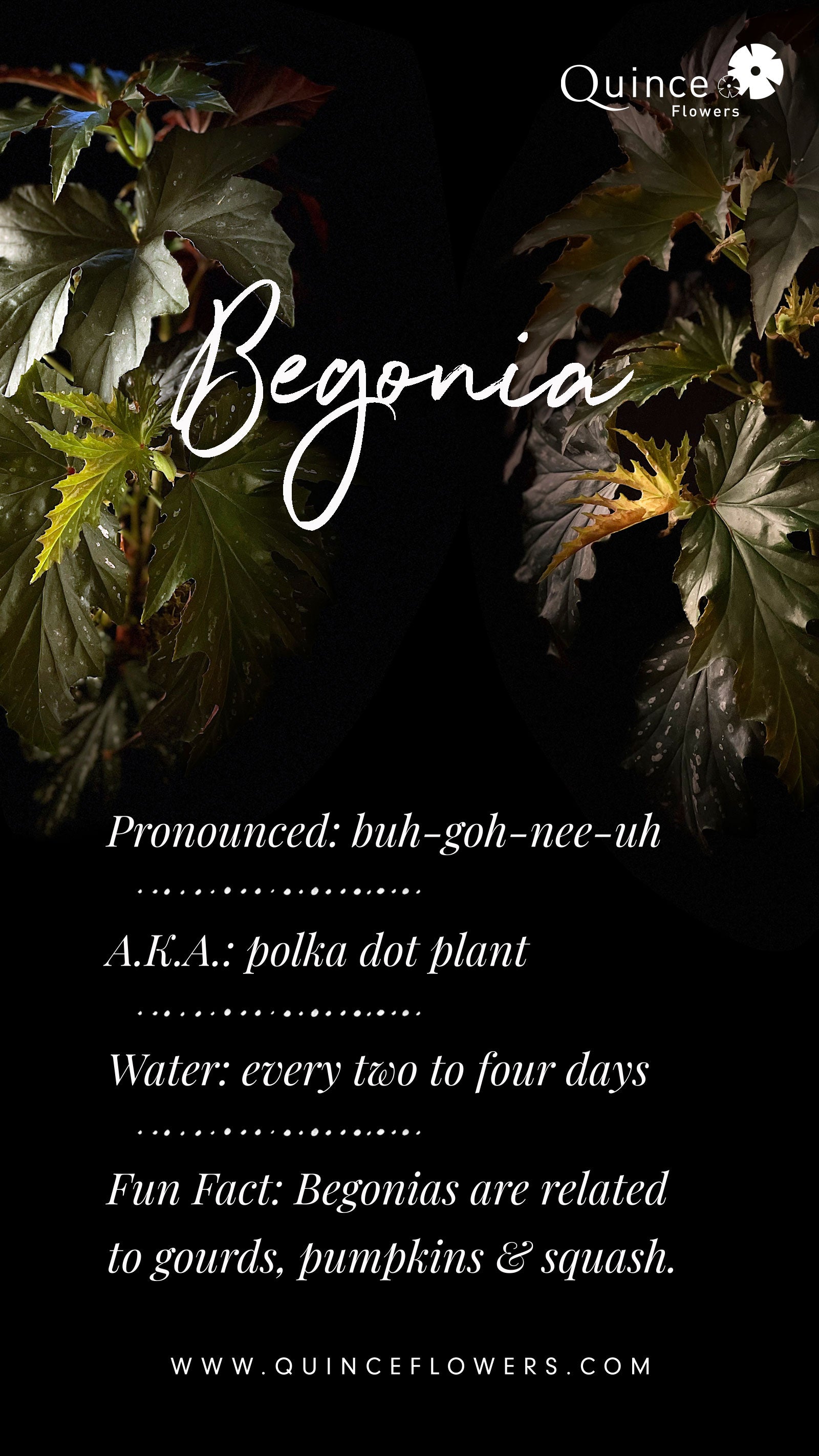 Begonia, a rare variety with striking foliage, available at Quince Flowers. Order online for same-day flower delivery from the best florist in Toronto near you.