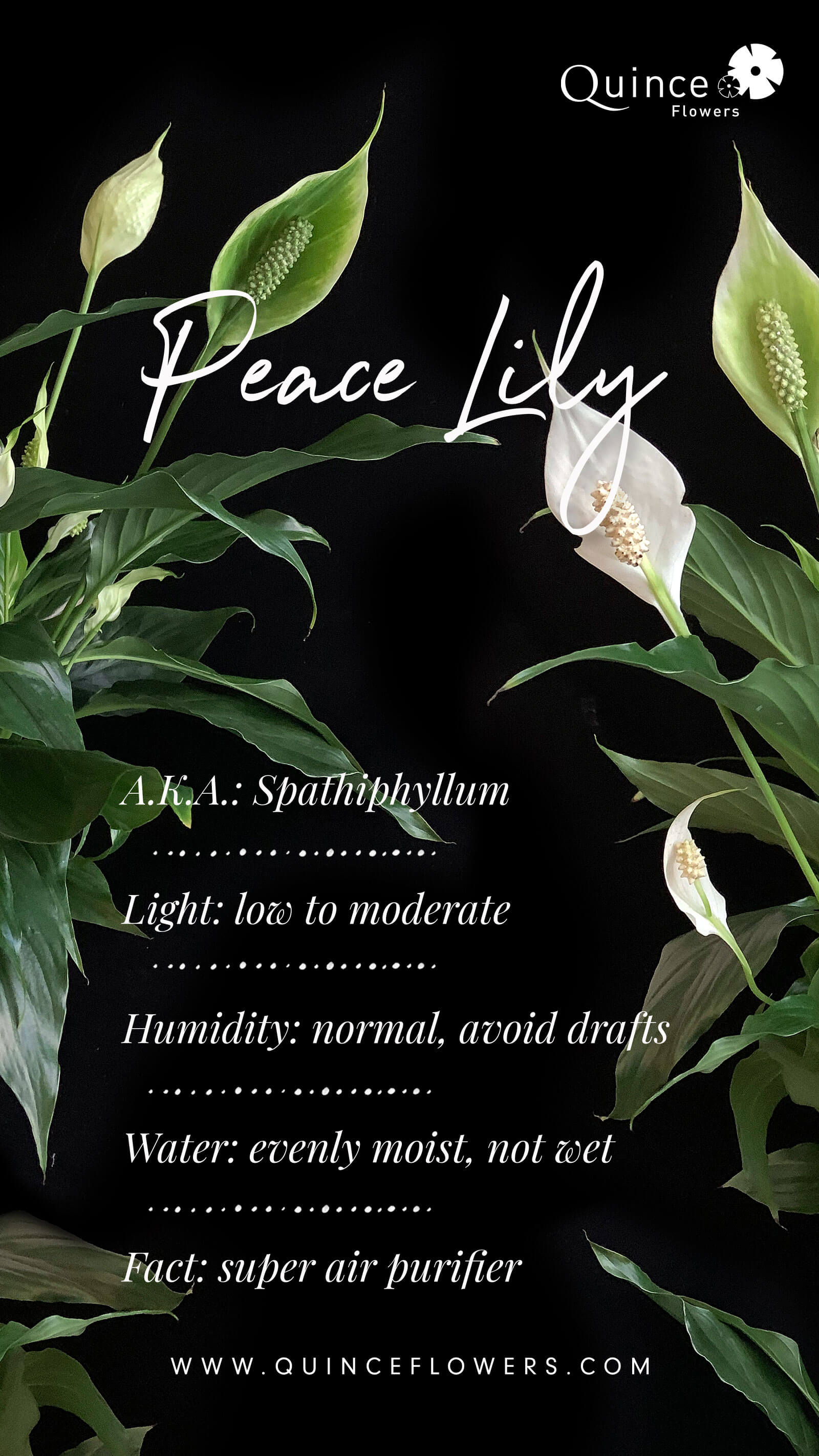 various views of peace lily plants against a dark background.Order online for plants & flowers from the best florist in Toronto near you.