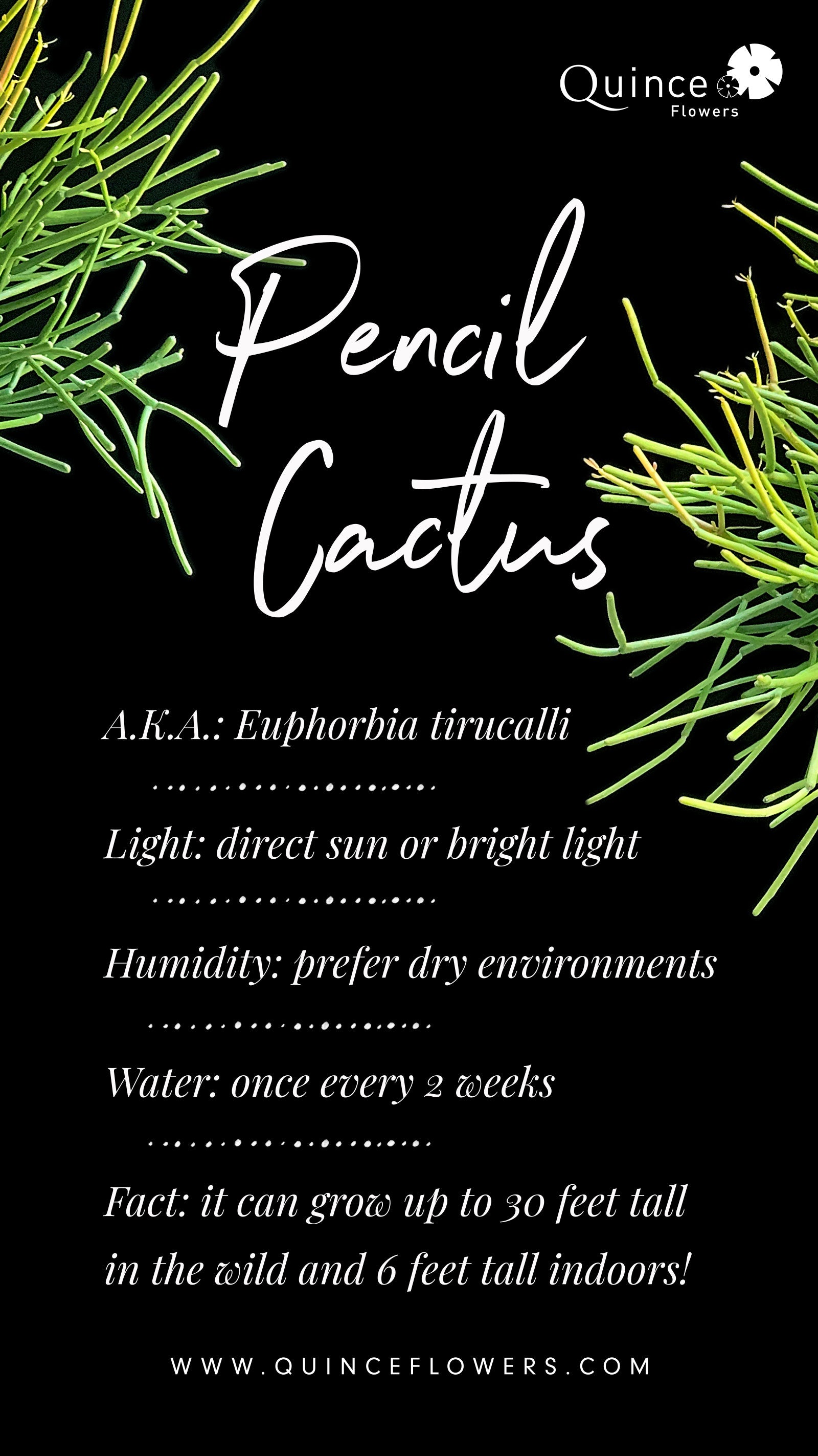 Animage of green pencil cactus branches on a black background with the white text ‘Pencil Cactus’ in the center. Order online for event items from the best florist in Toronto near you