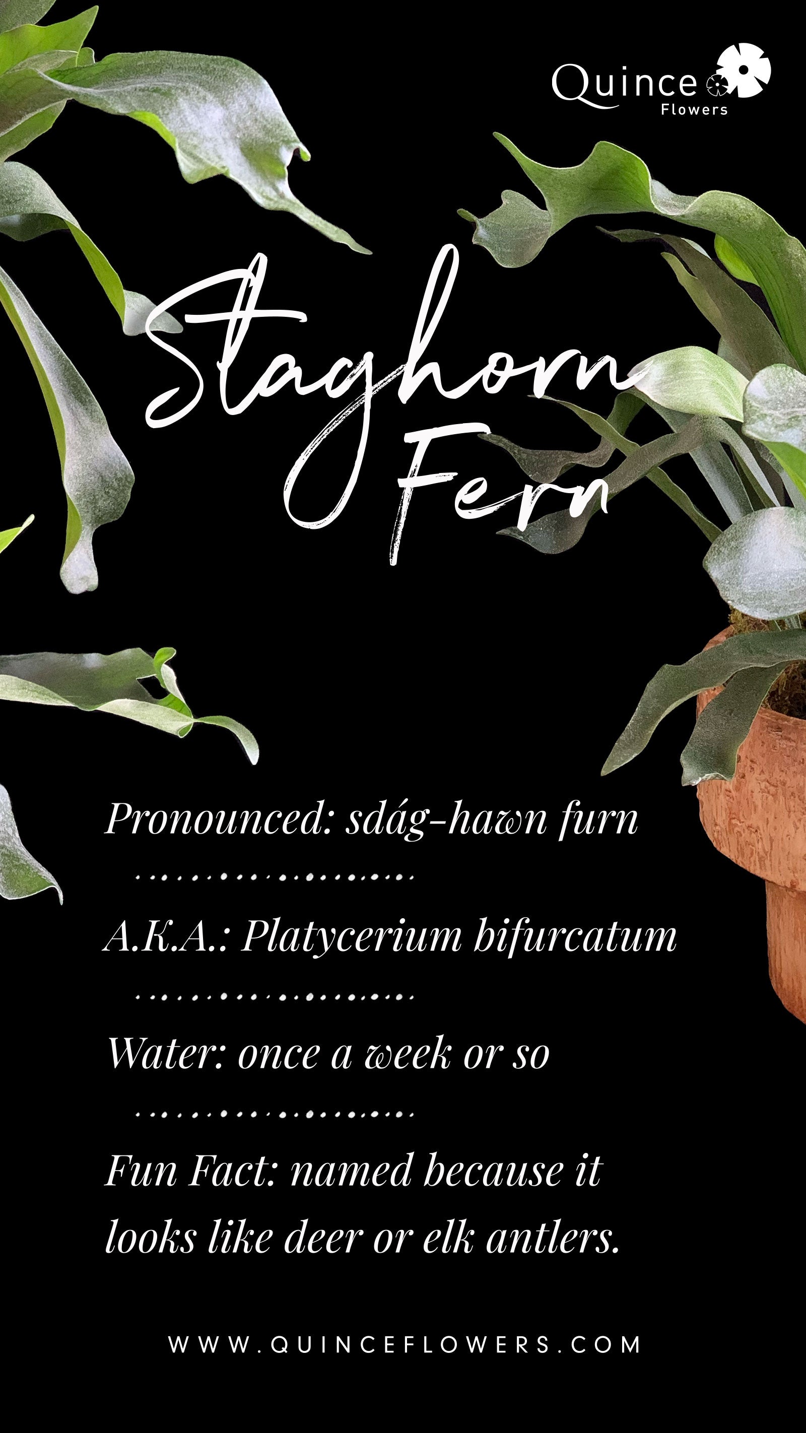 An informational poster about Staghorn Fern by Quince Flowers, including images of the plant, its pronunciation, scientific name, watering instructions, and a fun fact that it resembles deer or elk antlers. Order online for same-day flower delivery from the best florist in Toronto near you.