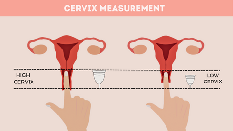 The Ultimate Guide: How to Choose the Size of Menstrual Cup - Shecup