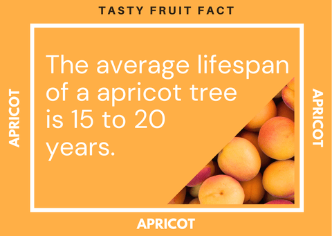 Apricot Fruit Fact