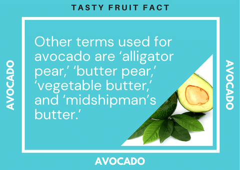 Avocado Fruit Fact