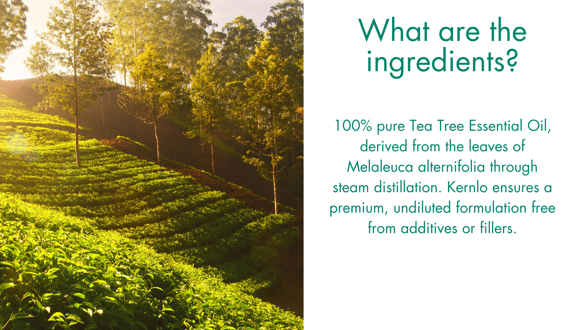 What are the ingredients used ? 100% pure Tea Tree Essential Oil, derived from the leaves of Melaleuca alternifolia through steam distillation. Kernlo ensures a premium, undiluted formulation free from additives or fillers.