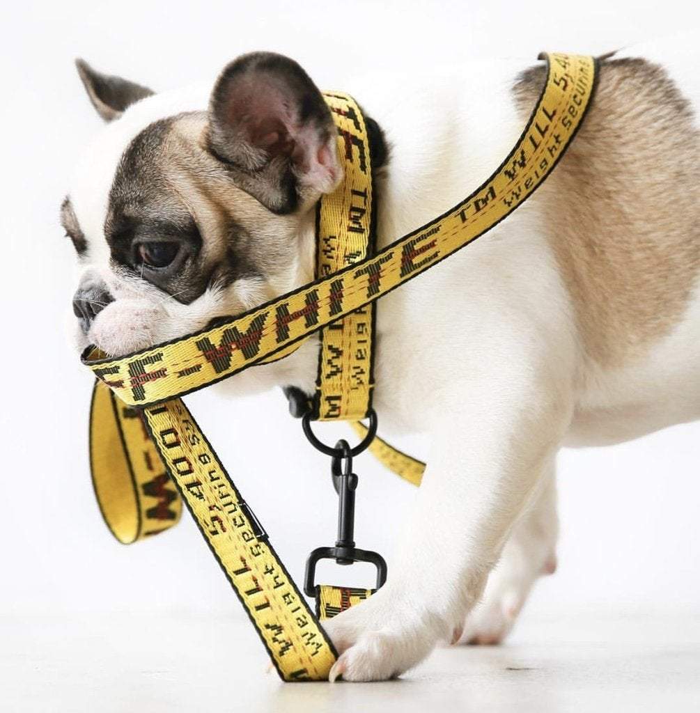 off white dog harness