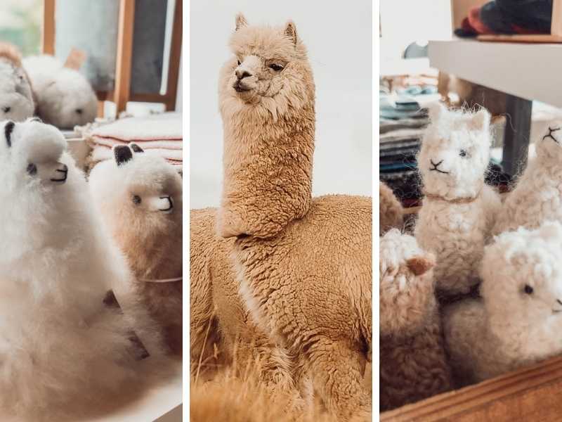 10 Things You Didn’t Know about Alpacas