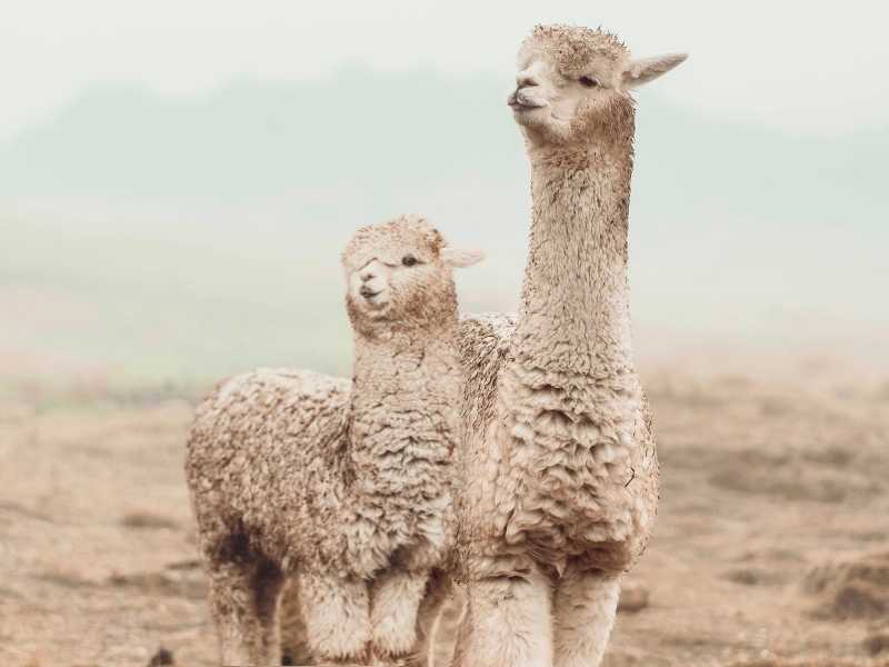 10 Things You Didn’t Know about Alpacas