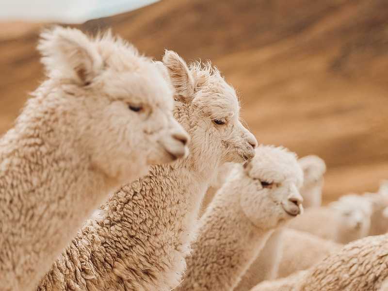 Celebrating Alpaca Wool: The Coveted Natural Fibre