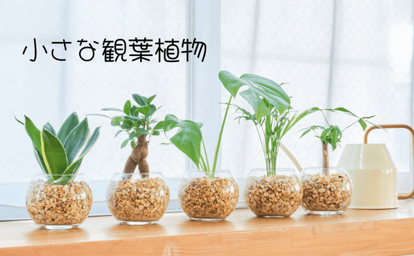 ミニな観葉植物