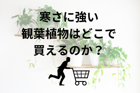 寒さに強い観葉植物はどこで買えるのか？