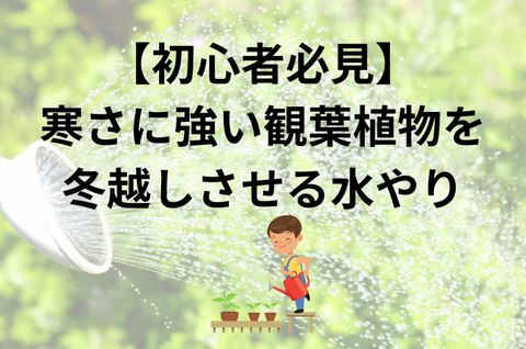 【初心者必見】寒さに強い観葉植物を冬越しさせる水やり