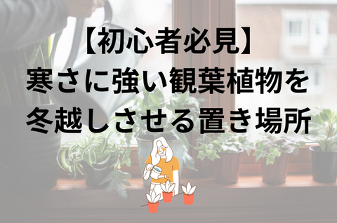 【初心者必見】寒さに強い観葉植物を冬越しさせる置き場所