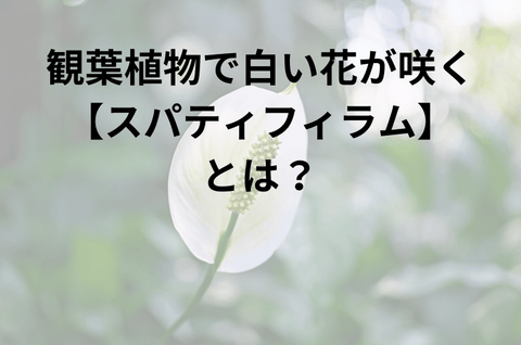 観葉植物で白い花が咲く【スパティフィラム】とは？