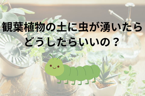観葉植物の土に虫がわくのですが、どうしたらいいですか？