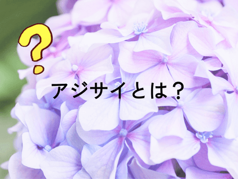 アジサイ（紫陽花・あじさい・ハイドランジア）とはどんなお花なの？