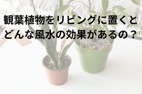 観葉植物をリビングに置くとどんな風水の効果があるの？