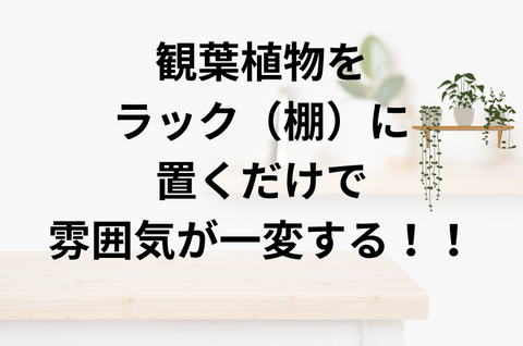 観葉植物をラック（棚）に置くだけで雰囲気が一変する！！