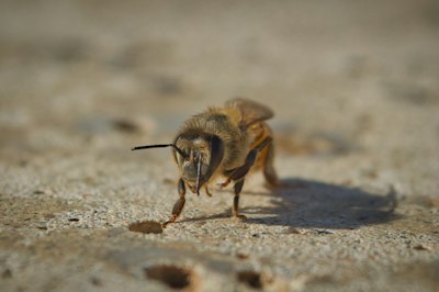 蜂に刺された時の薬とは？