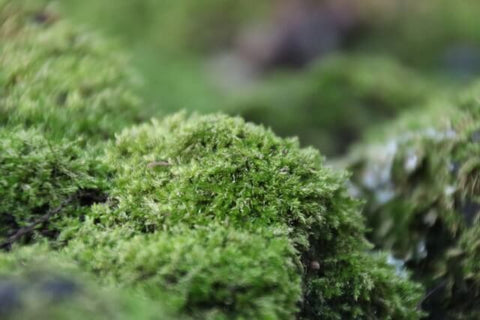 水苔の育て方のポイント：増やし方