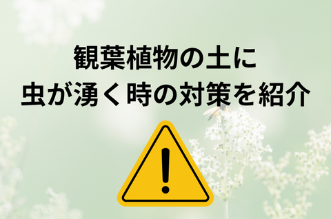 観葉植物の土に虫がわくときの対策