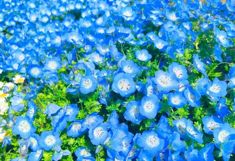 北海道ではネモフィラが有名