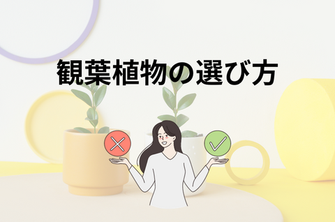 初心者におすすめの観葉植物の選び方