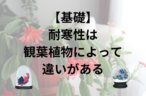 【基礎】耐寒性は観葉植物によって違いがある