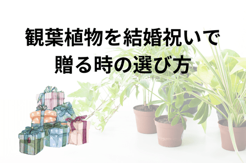 結婚祝いで観葉植物を贈る時の選び方